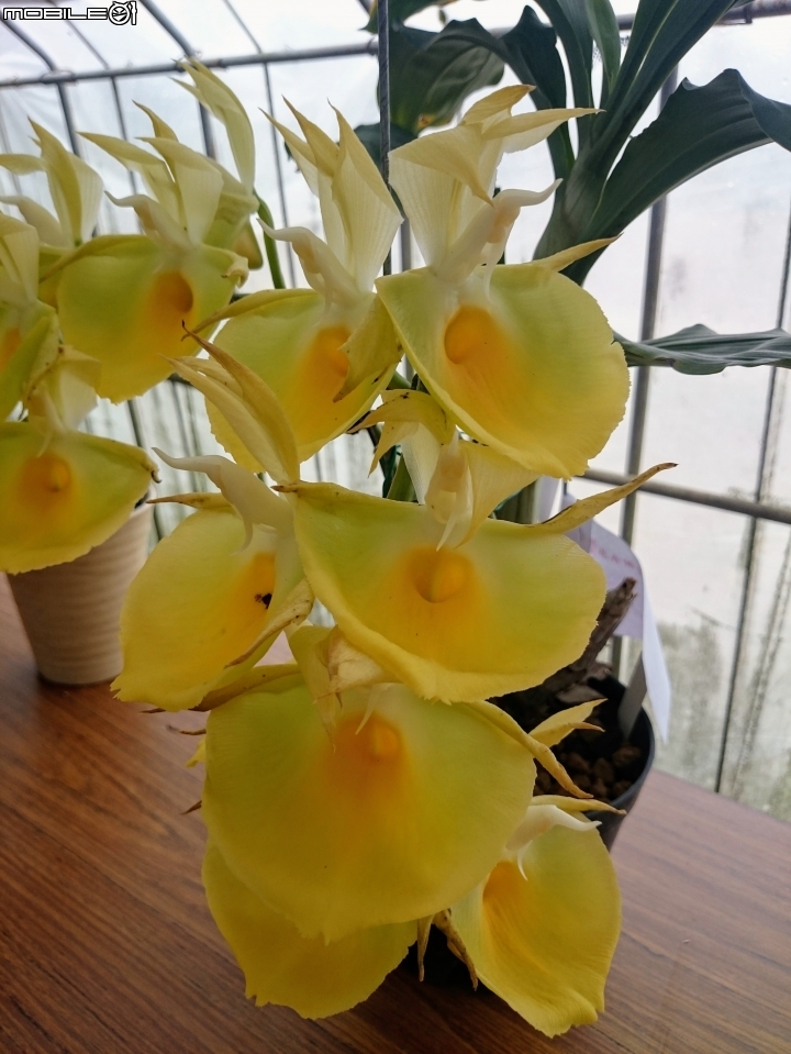 蘭花展 台南市山上區 山上水源地 02/11