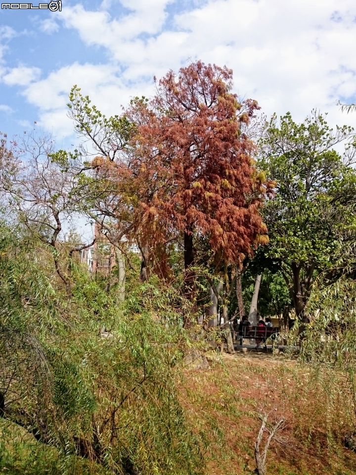 紅千層+河津櫻+落羽松+桑椹 台南市東區巴克禮公園 02/25