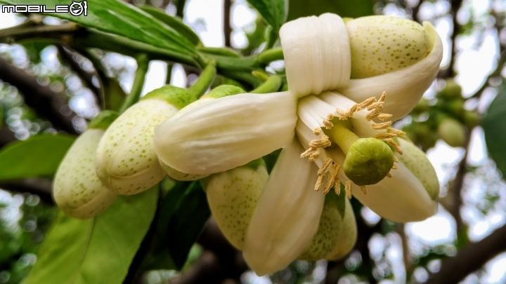 柚花 臺南市麻豆區柚花巷02/28