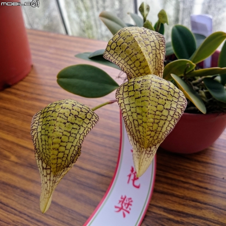 蘭花展 台南市山上區 山上水源地 02/11