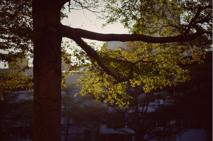 城市散步(平民鏡7artisans55mm 1.4)