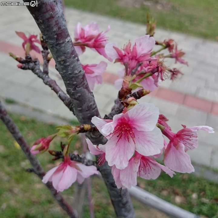 紅千層+河津櫻+落羽松+桑椹 台南市東區巴克禮公園 02/25