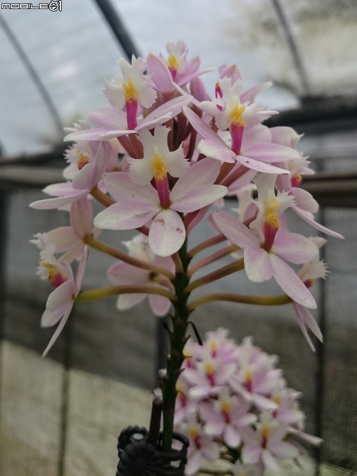 蘭花展 台南市山上區 山上水源地 02/11