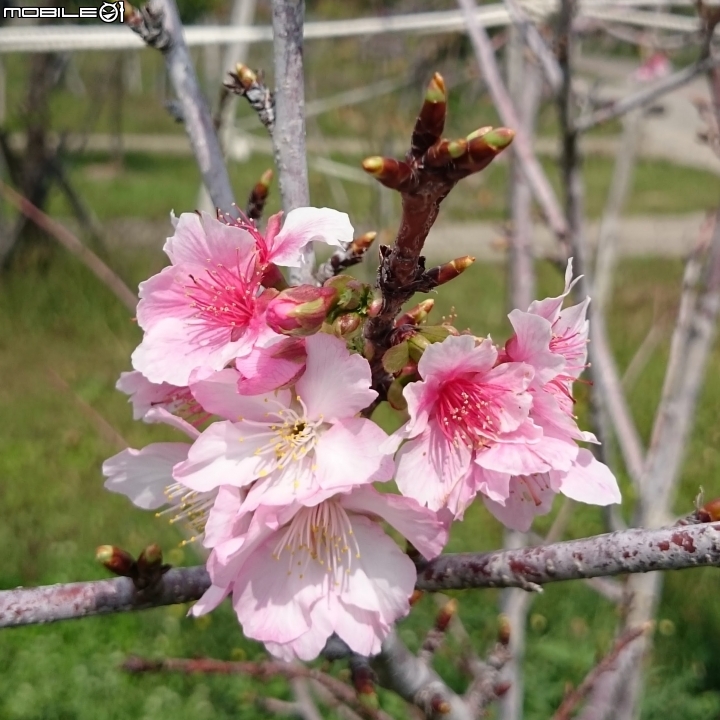 紅千層+河津櫻+落羽松+桑椹 台南市東區巴克禮公園 02/25