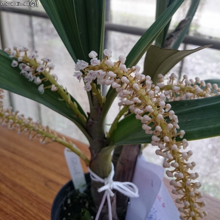 蘭花展 台南市山上區 山上水源地 02/11