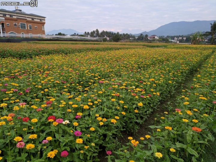 杉林花海 高雄市杉林區02/06