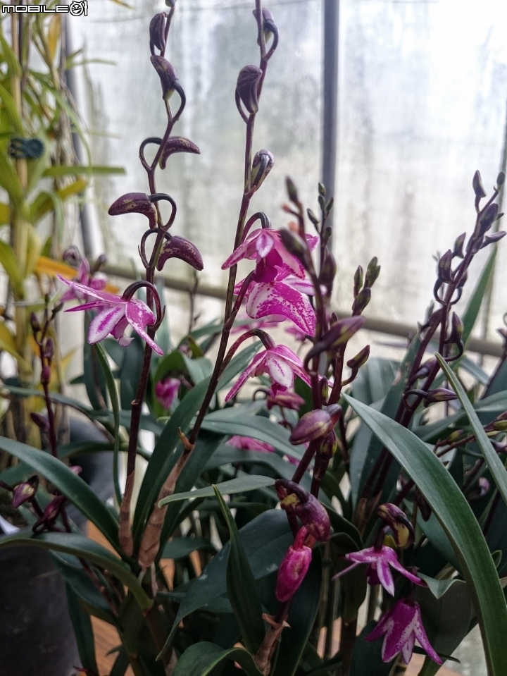 蘭花展 台南市山上區 山上水源地 02/11