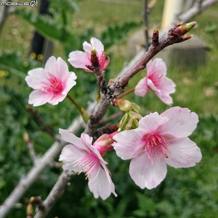 紅千層+河津櫻+落羽松+桑椹 台南市東區巴克禮公園 02/25