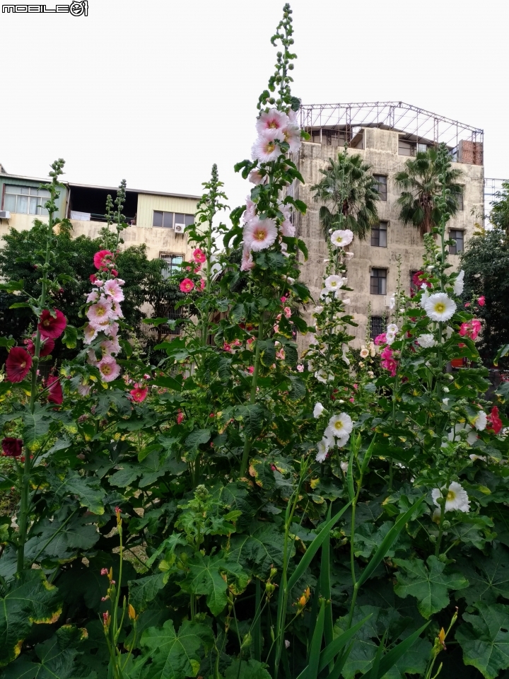 蜀葵花 台南市東區林森路二段東寧運動公園02/04