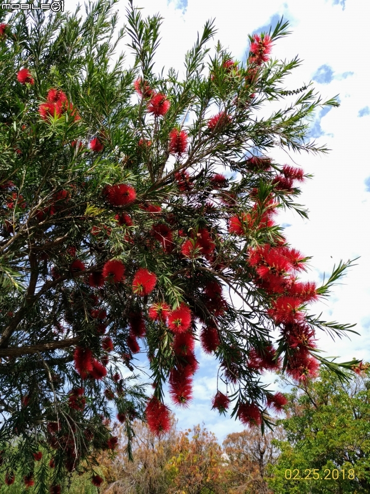 紅千層+河津櫻+落羽松+桑椹 台南市東區巴克禮公園 02/25