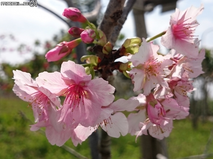 紅千層+河津櫻+落羽松+桑椹 台南市東區巴克禮公園 02/25