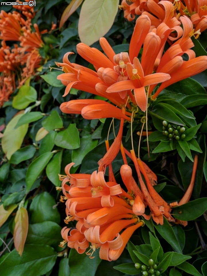 杉林花海 高雄市杉林區02/06