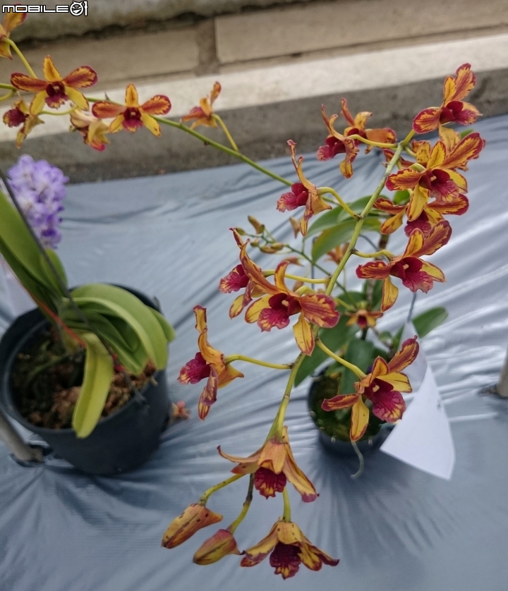 蘭花展 台南市山上區 山上水源地 02/11