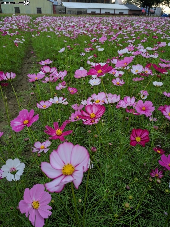 杉林花海 高雄市杉林區02/06