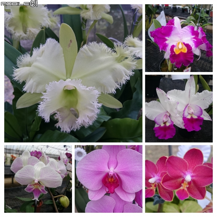 蘭花展 台南市山上區 山上水源地 02/11