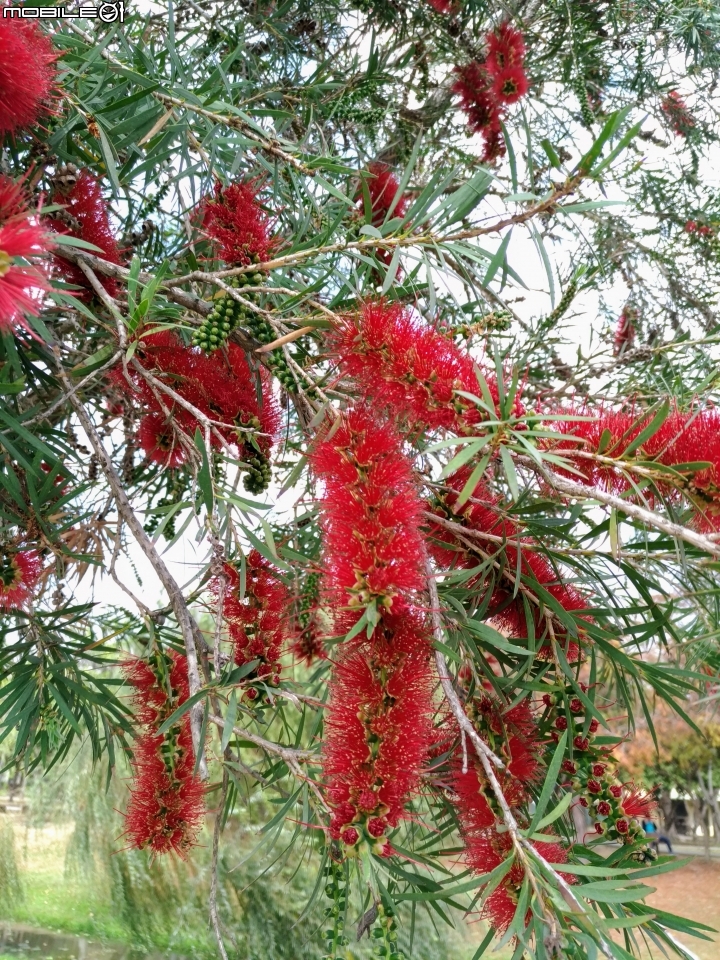 紅千層+河津櫻+落羽松+桑椹 台南市東區巴克禮公園 02/25