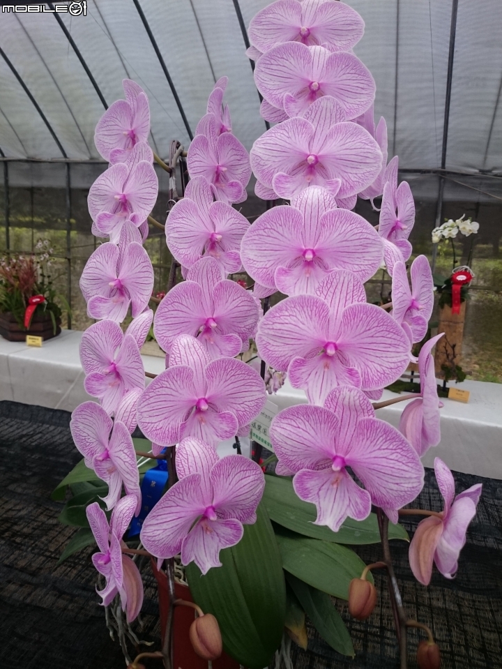 蘭花展 台南市山上區 山上水源地 02/11