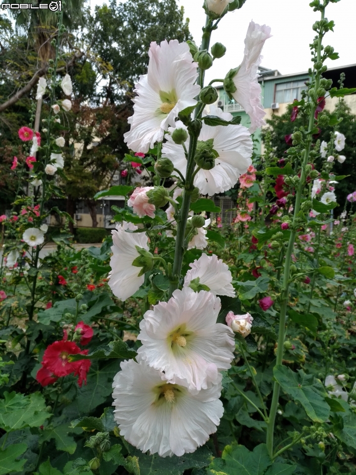 蜀葵花 台南市東區林森路二段東寧運動公園02/04