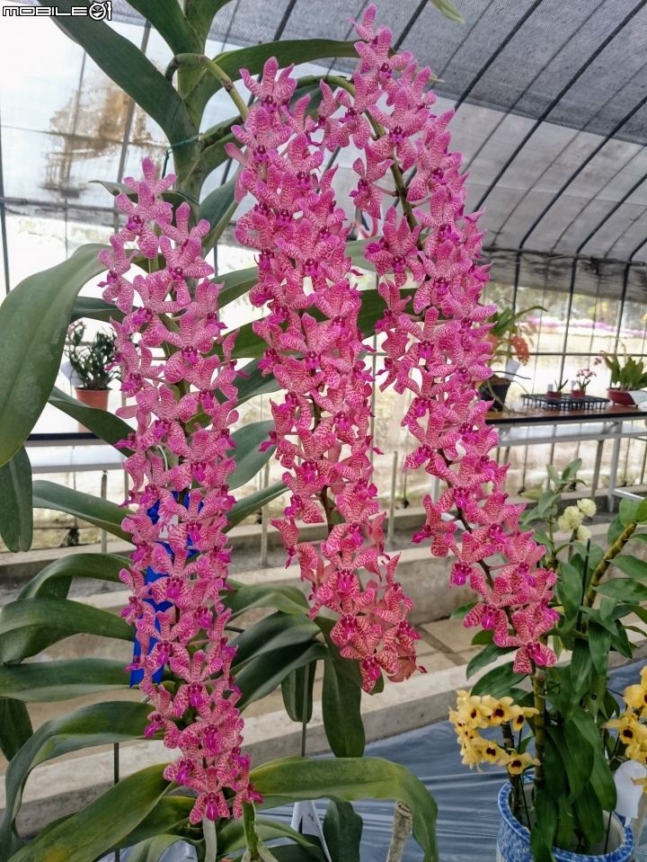 蘭花展 台南市山上區 山上水源地 02/11