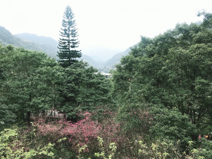 一個人臨時的大板根週未充電之旅