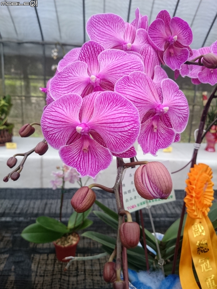 蘭花展 台南市山上區 山上水源地 02/11