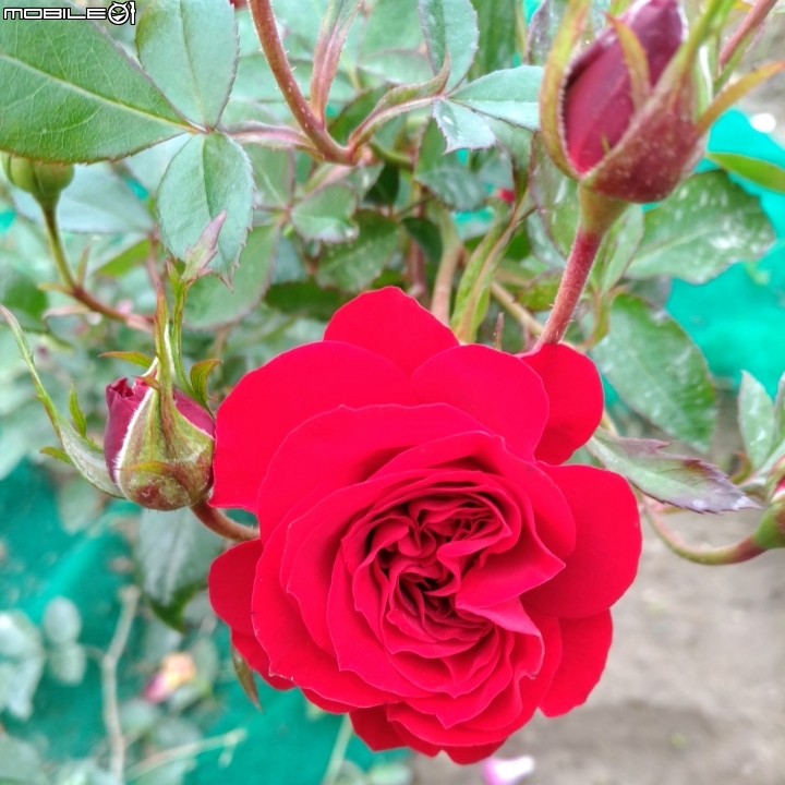 玫瑰花 台南市仁德區仁德滯洪池02/04
