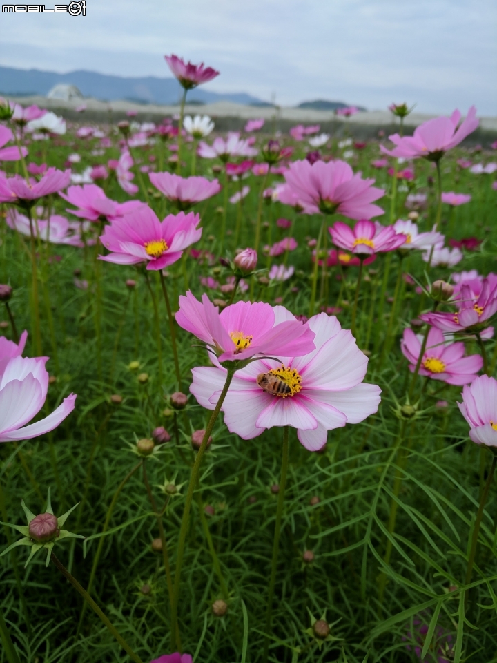 杉林花海 高雄市杉林區02/06