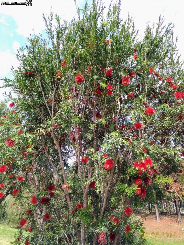 紅千層+河津櫻+落羽松+桑椹 台南市東區巴克禮公園 02/25