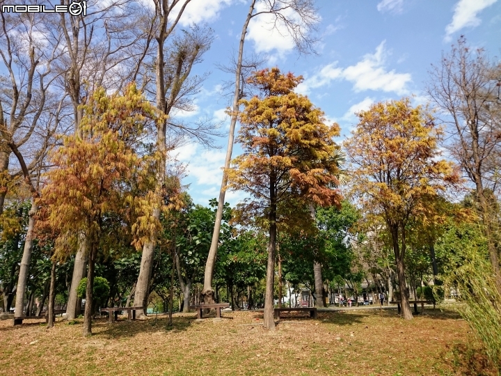 紅千層+河津櫻+落羽松+桑椹 台南市東區巴克禮公園 02/25