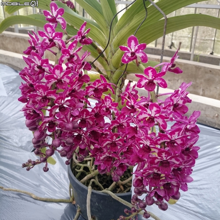 蘭花展 台南市山上區 山上水源地 02/11
