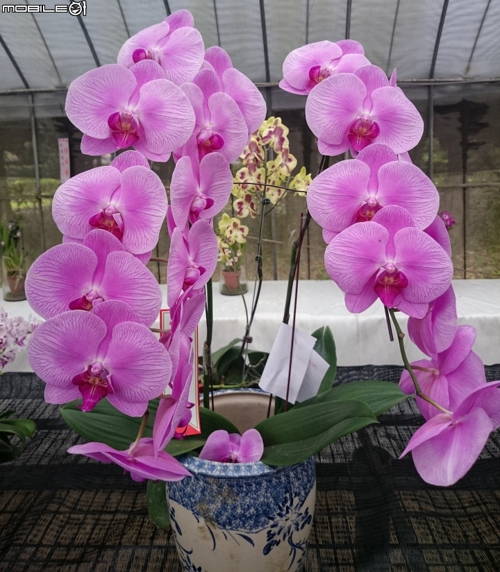 蘭花展 台南市山上區 山上水源地 02/11