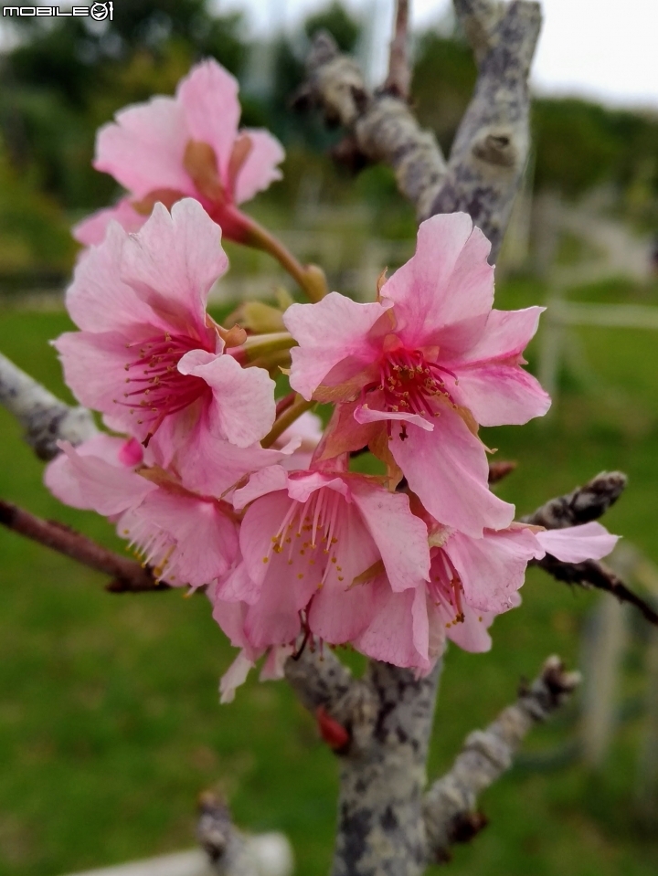 河津櫻+日日櫻 台南市東區巴克禮公園02/04