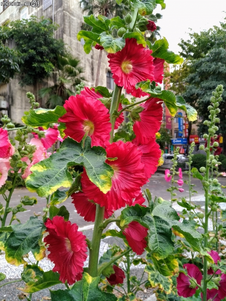 蜀葵花 台南市東區林森路二段東寧運動公園02/04
