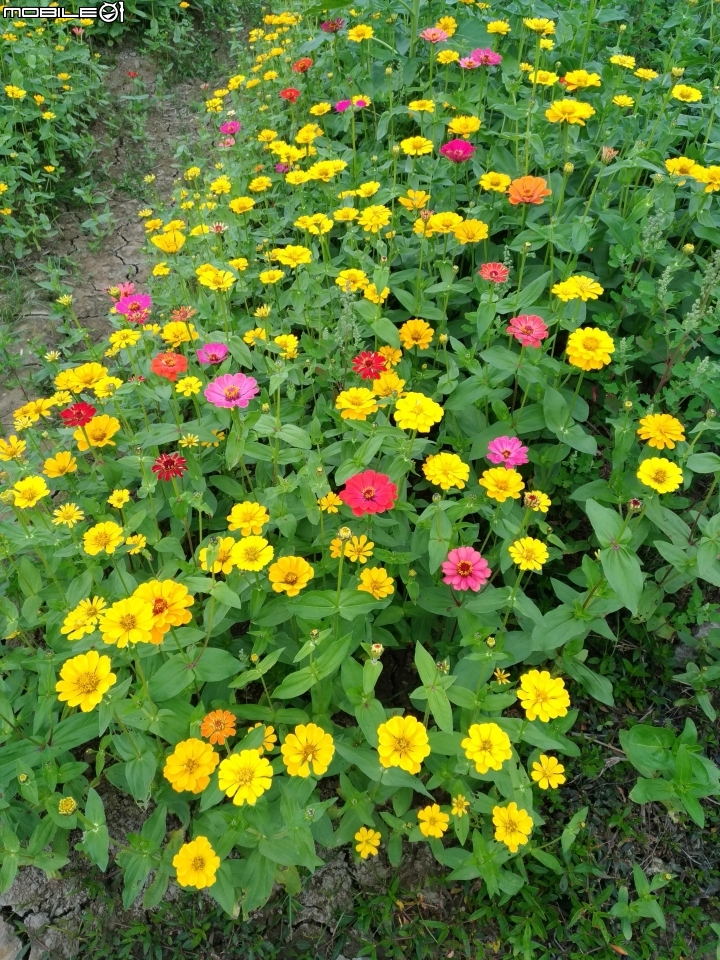 杉林花海 高雄市杉林區02/06