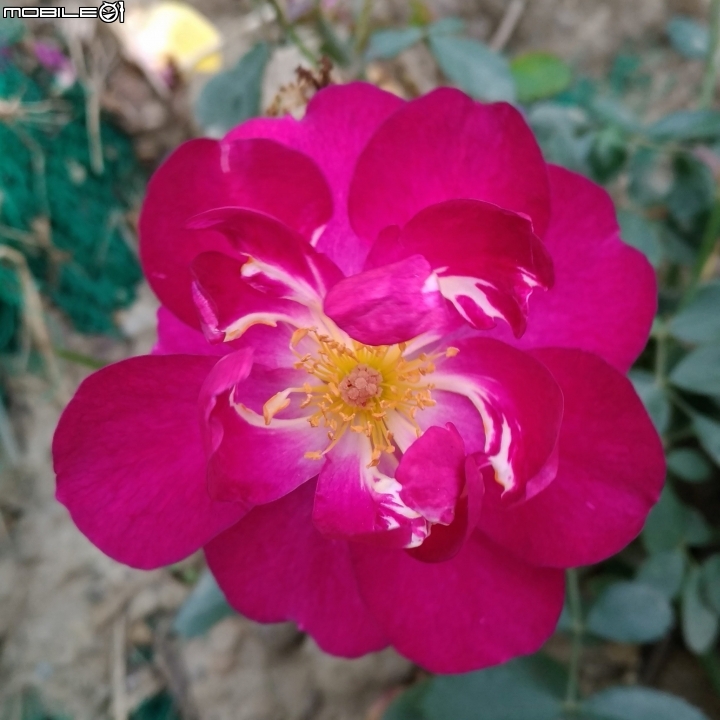 玫瑰花 台南市仁德區仁德滯洪池02/04