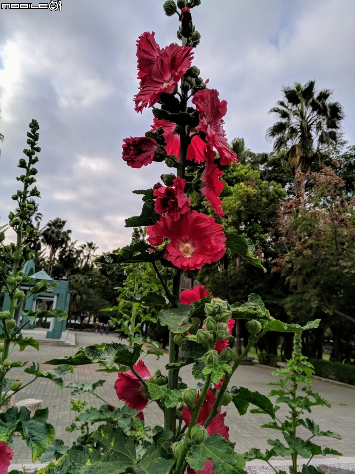 蜀葵花 台南市東區林森路二段東寧運動公園02/04