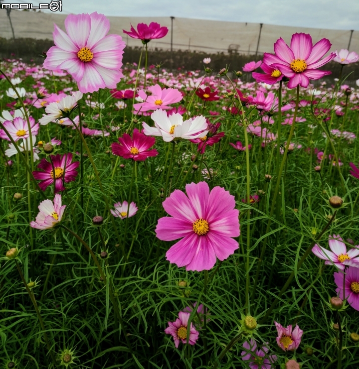 杉林花海 高雄市杉林區02/06