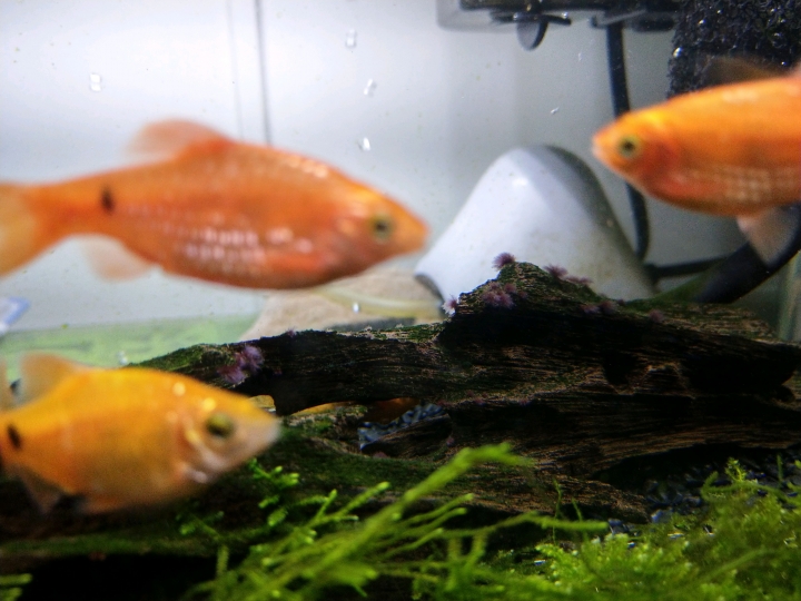 魚缸沉木有不明物體是?