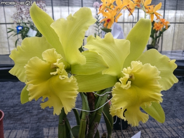 蘭花展 台南市山上區 山上水源地 02/11