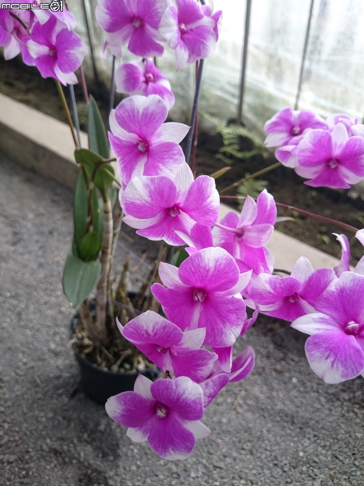 蘭花展 台南市山上區 山上水源地 02/11