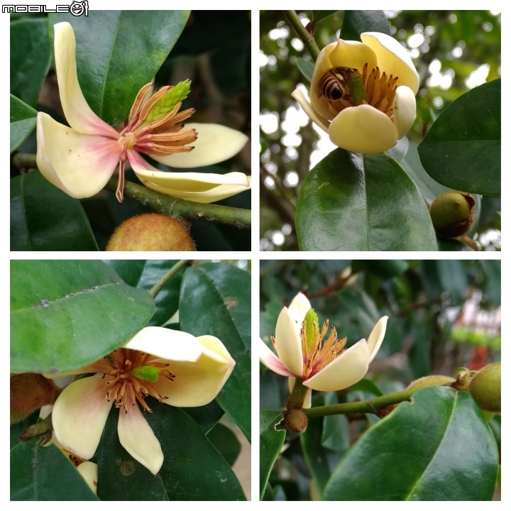 玫瑰花+茶花+含笑花 台南市山上區 山上水源地02/11