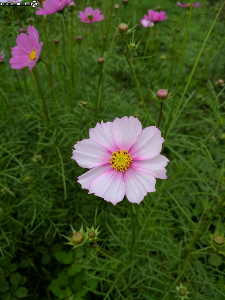 杉林花海 高雄市杉林區02/06