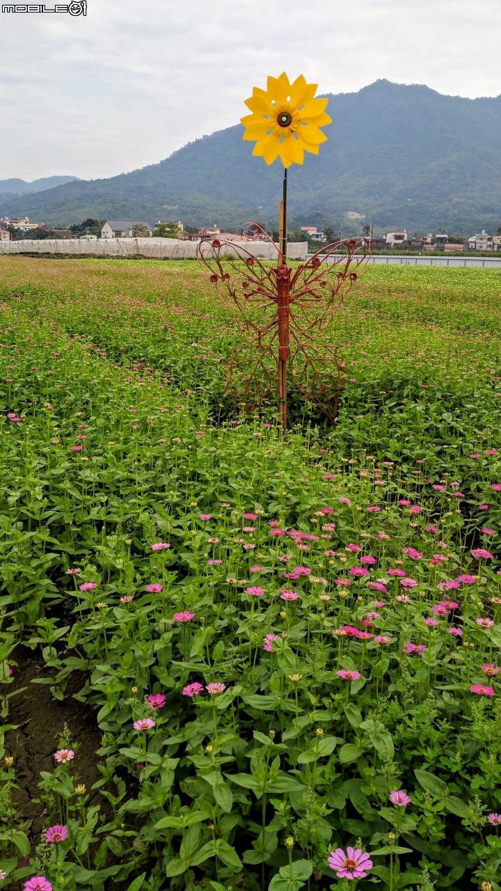 杉林花海 高雄市杉林區02/06