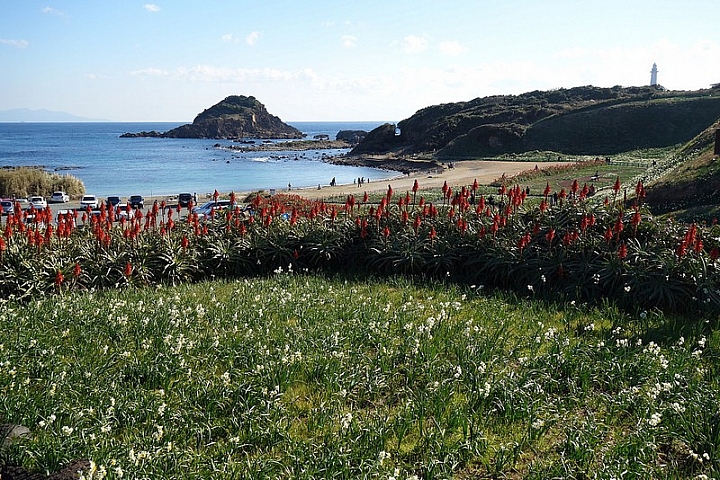 【靜岡】伊豆半島初春之旅，野生水仙花群盛典
