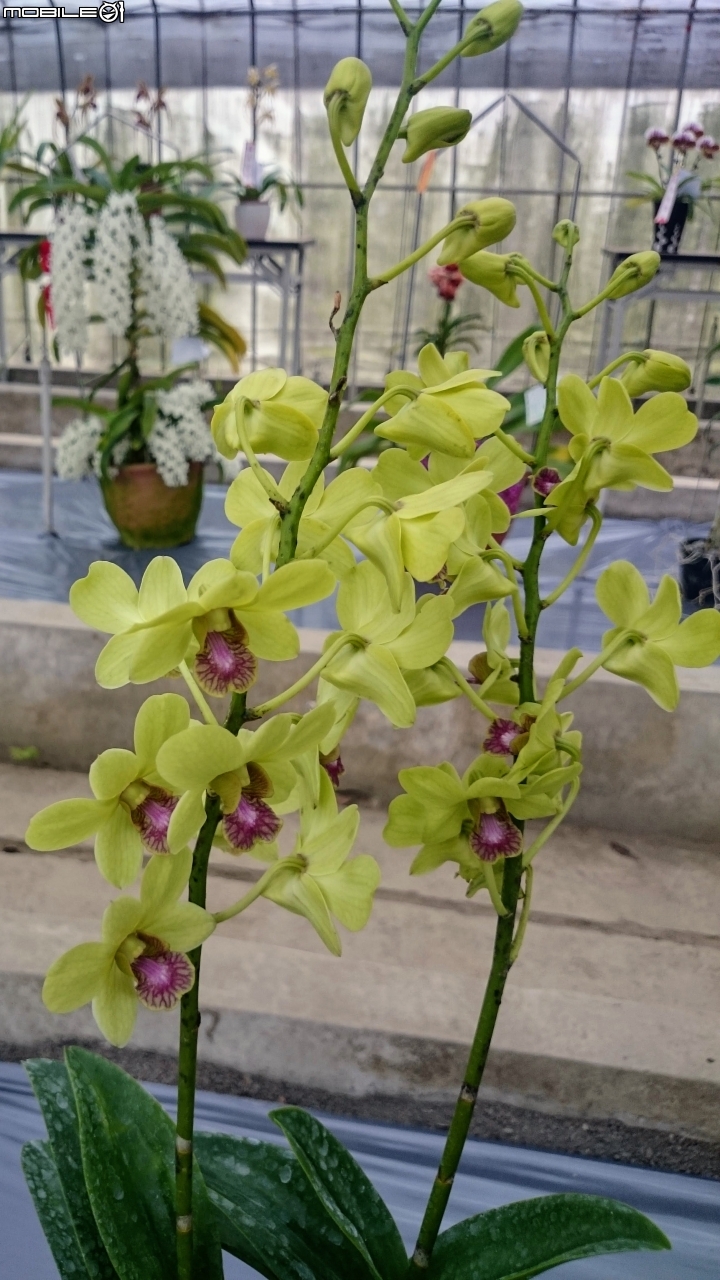 蘭花展 台南市山上區 山上水源地 02/11