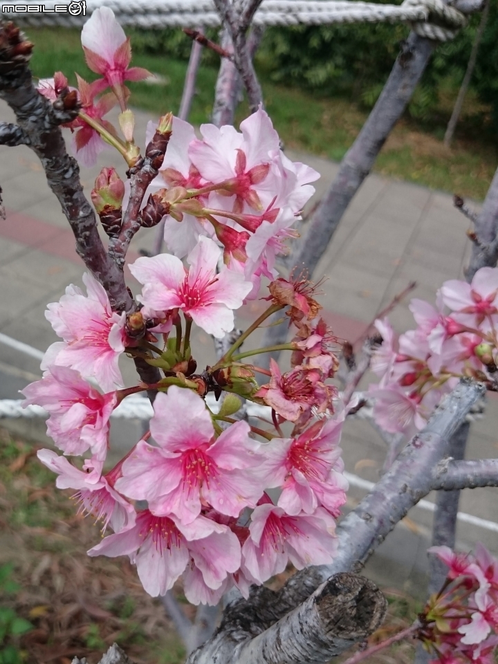 紅千層+河津櫻+落羽松+桑椹 台南市東區巴克禮公園 02/25