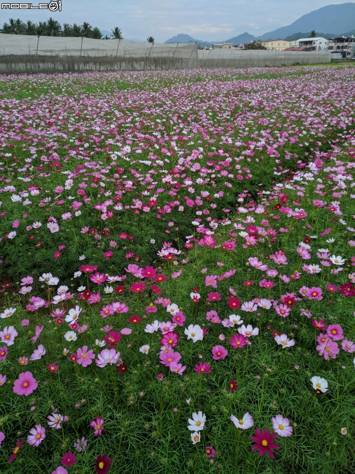 杉林花海 高雄市杉林區02/06