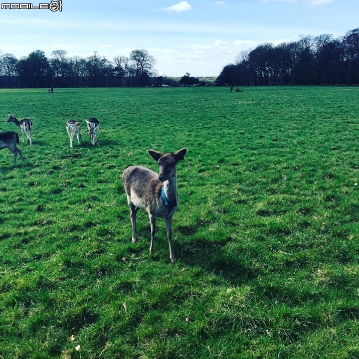 Ireland愛爾蘭 Phoenix Park 鳳凰公園 全歐洲最大公園之一