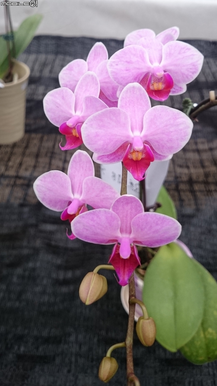 蘭花展 台南市山上區 山上水源地 02/11