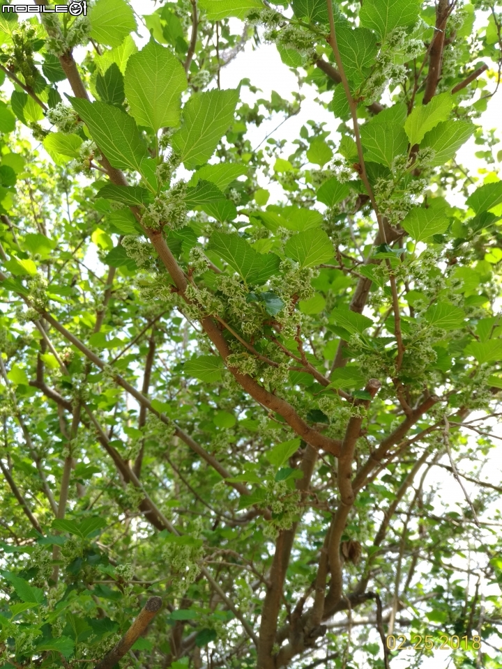紅千層+河津櫻+落羽松+桑椹 台南市東區巴克禮公園 02/25